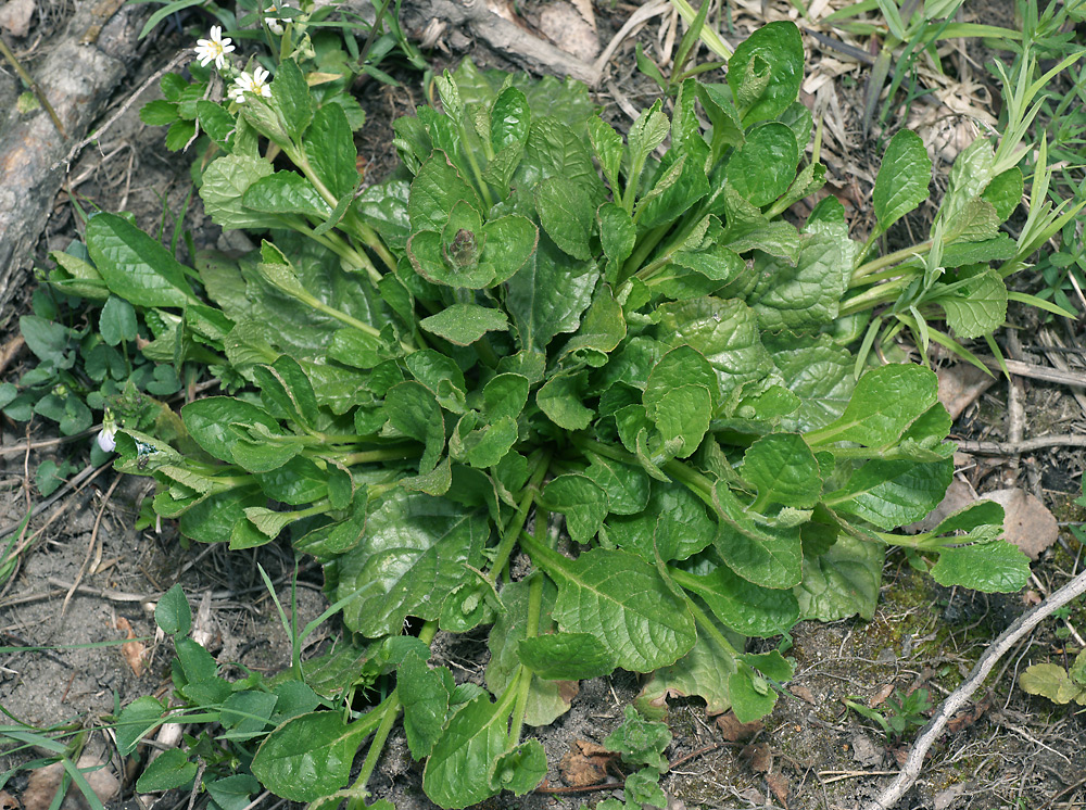 Image of Ajuga reptans specimen.