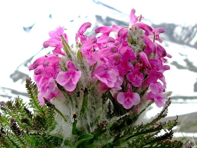 Image of Pedicularis pallasii specimen.