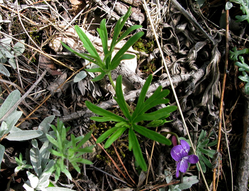 Image of Viola dissecta specimen.