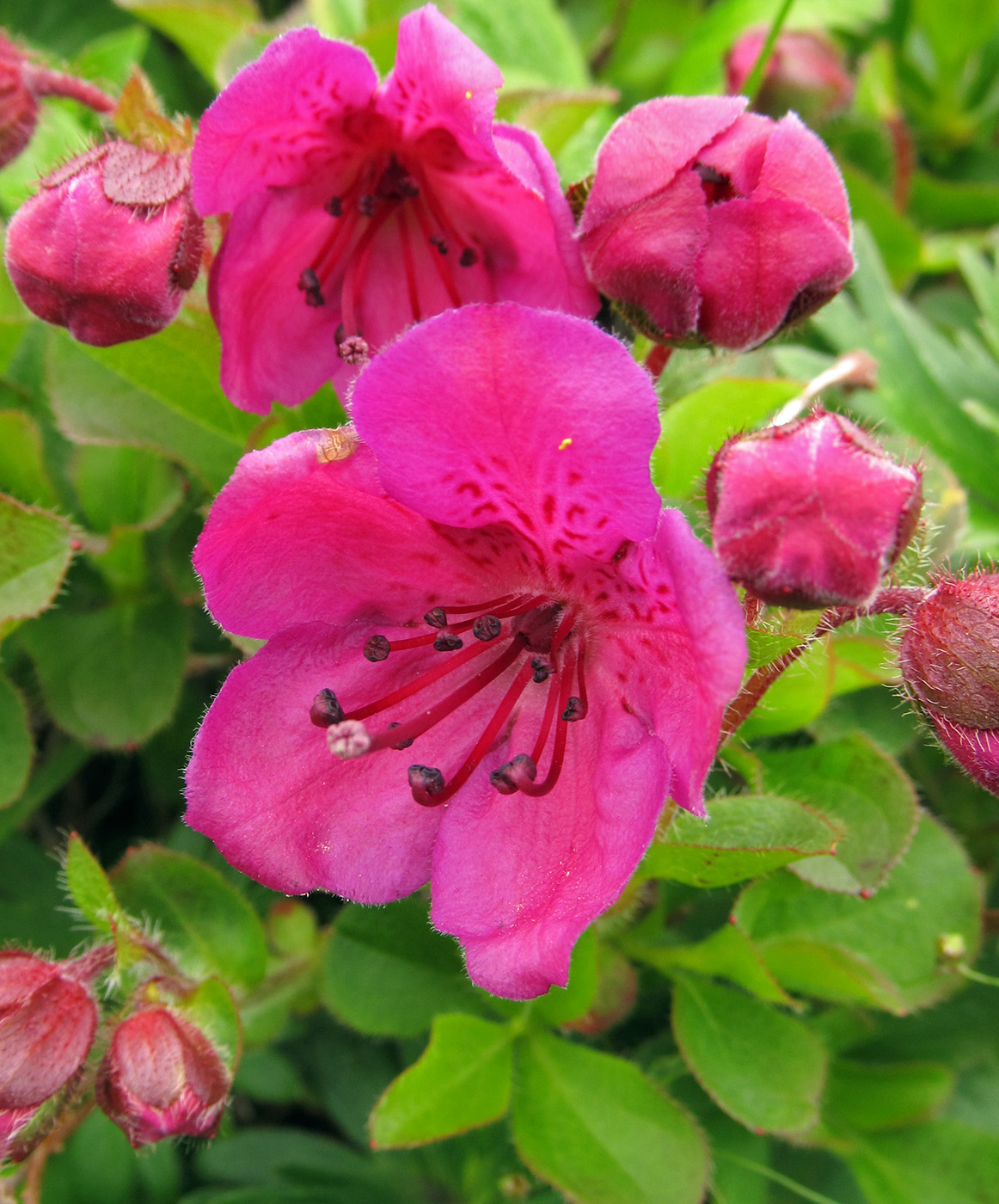 Изображение особи Rhododendron camtschaticum ssp. glandulosum.