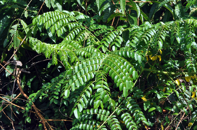 Изображение особи Caesalpinia bonduc.