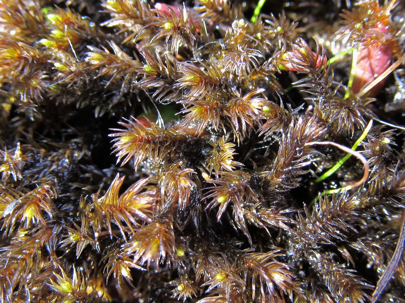 Image of Aulacomnium palustre specimen.