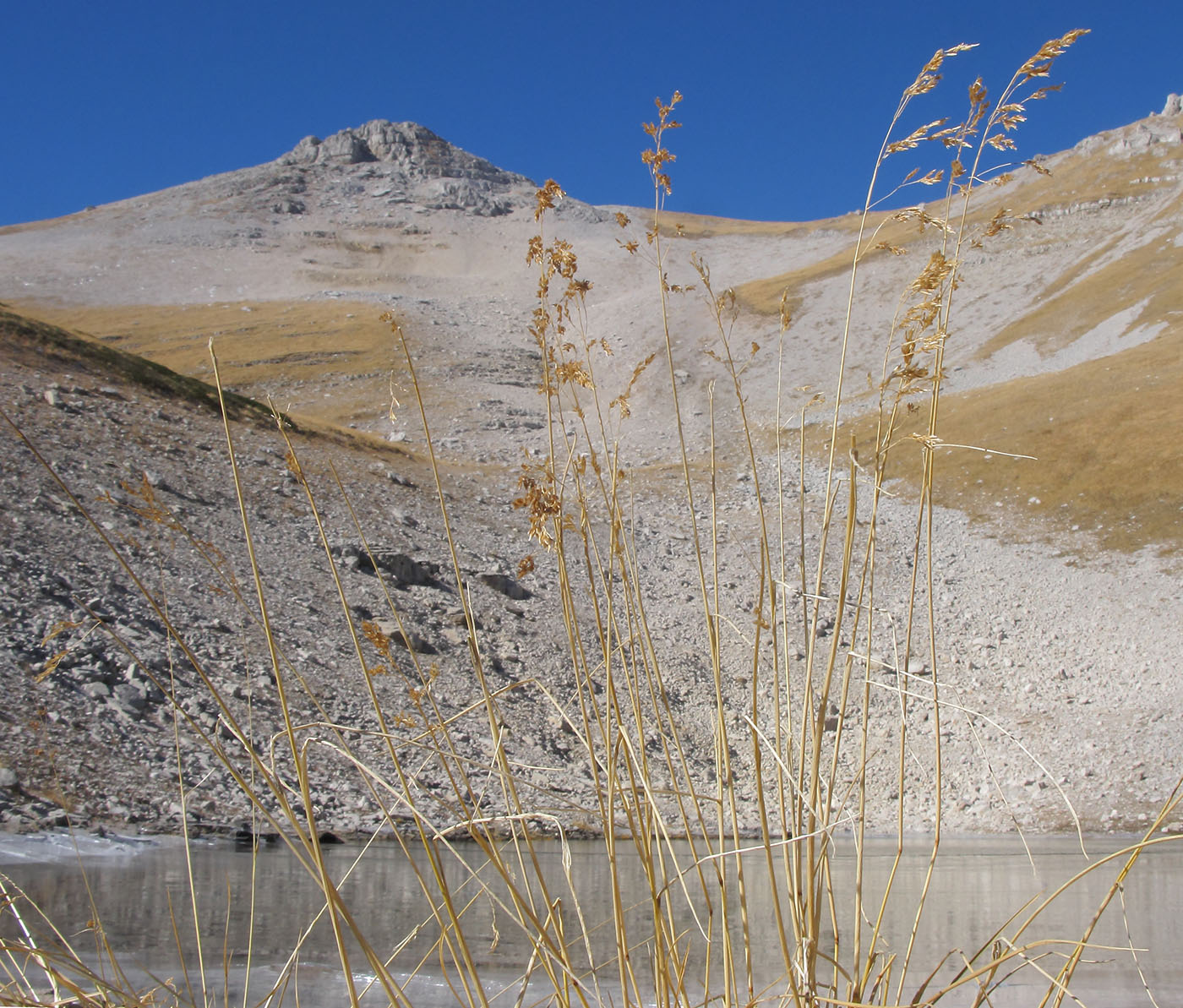 Изображение особи Deschampsia cespitosa.