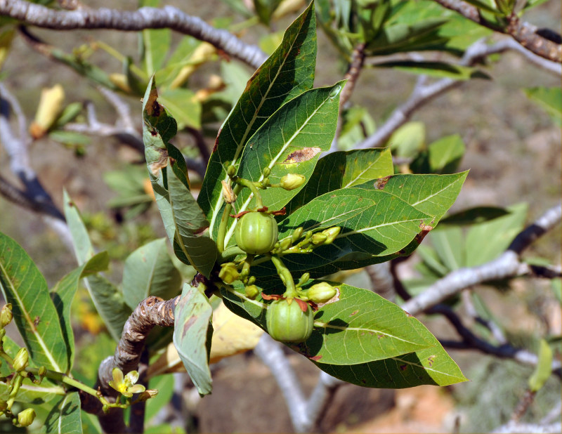 Image of Jatropha unicostata specimen.