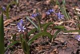 Scilla bifolia