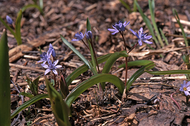 Image of Scilla bifolia specimen.