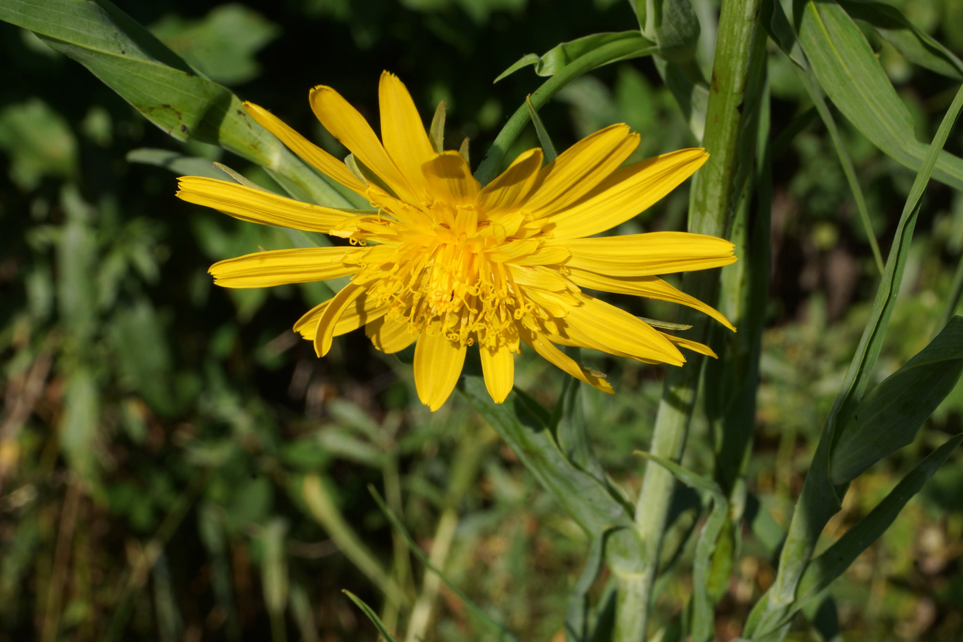 Image of Tragopogon orientalis specimen.