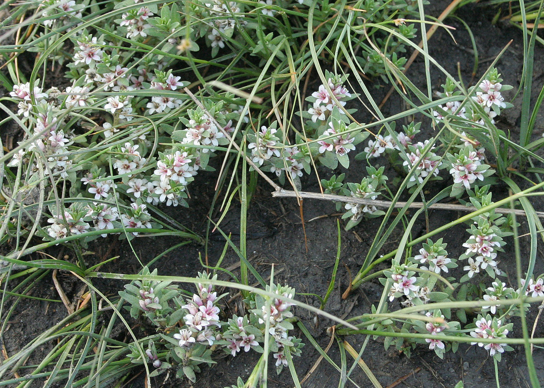 Image of Glaux maritima specimen.