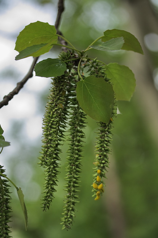 Image of Populus tremula specimen.