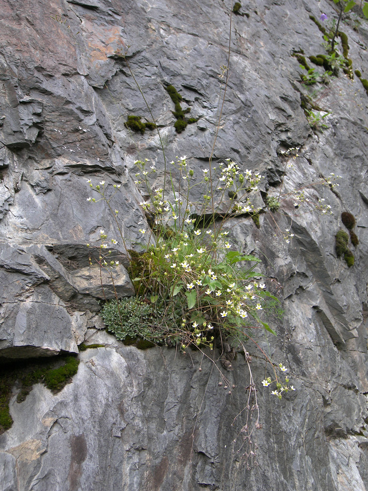 Изображение особи Saxifraga cartilaginea.