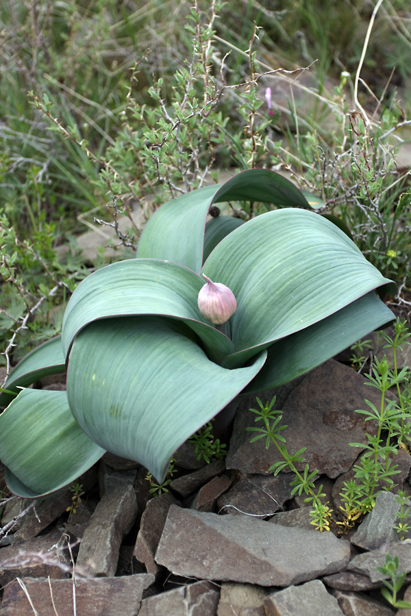 Image of Allium karataviense specimen.