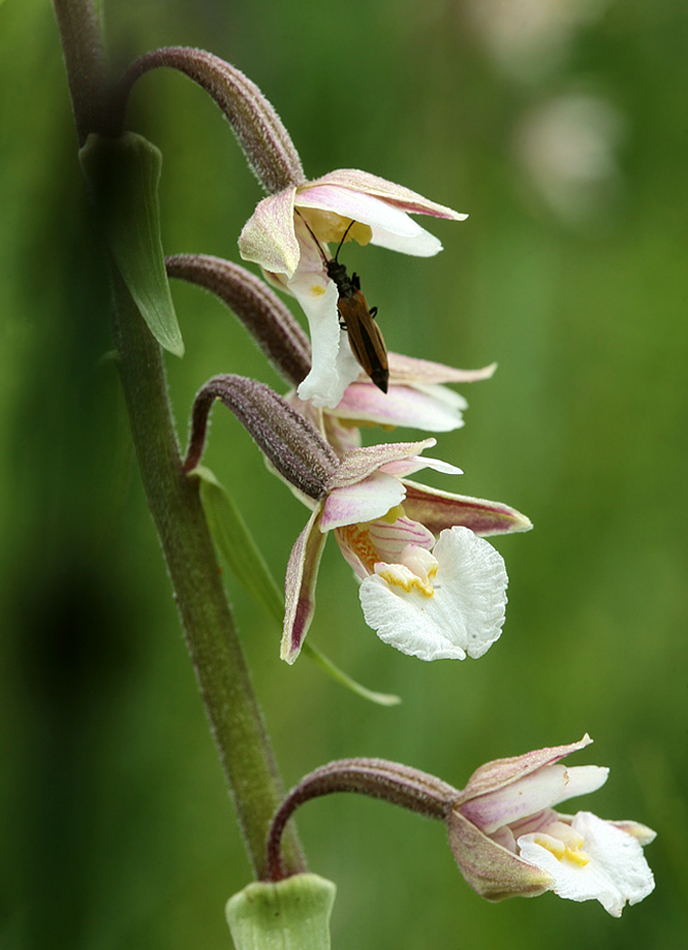 Image of Epipactis palustris specimen.