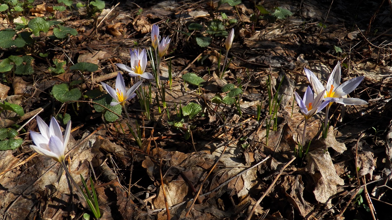 Image of Crocus reticulatus specimen.