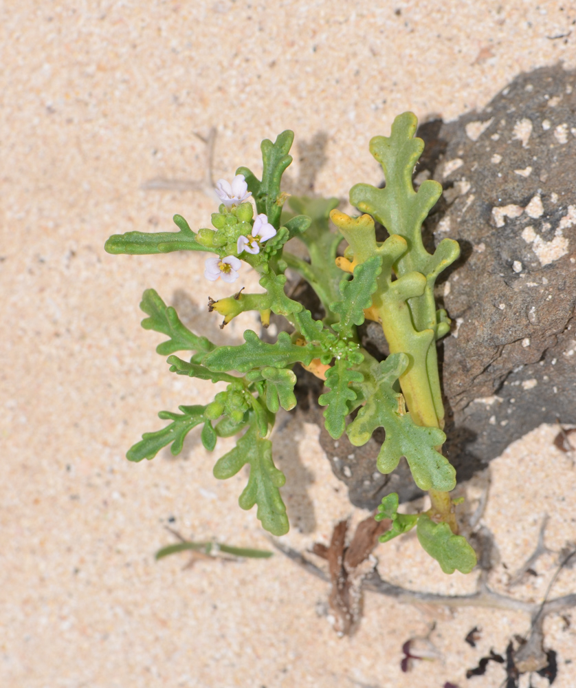 Image of Cakile maritima specimen.