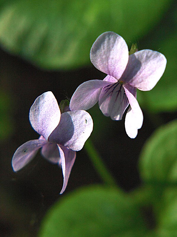 Image of Viola palustris specimen.