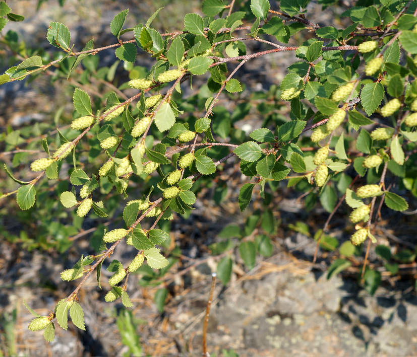 Image of genus Betula specimen.