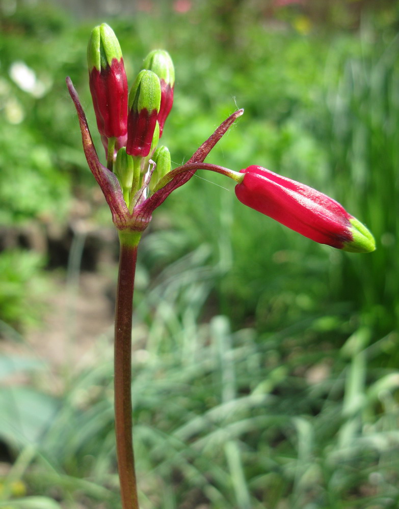 Image of Dichelostemma ida-maia specimen.