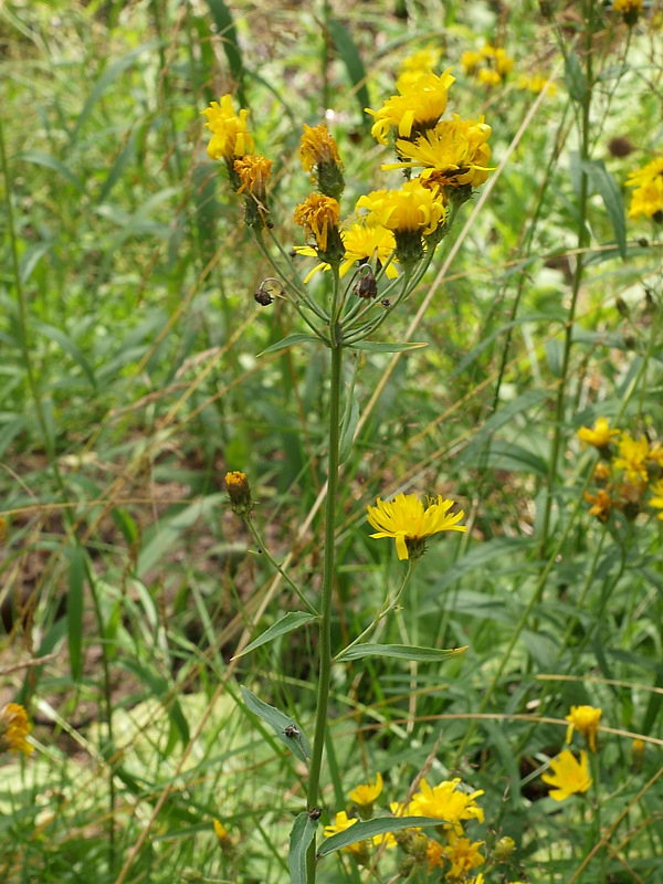 Image of Hieracium umbellatum specimen.