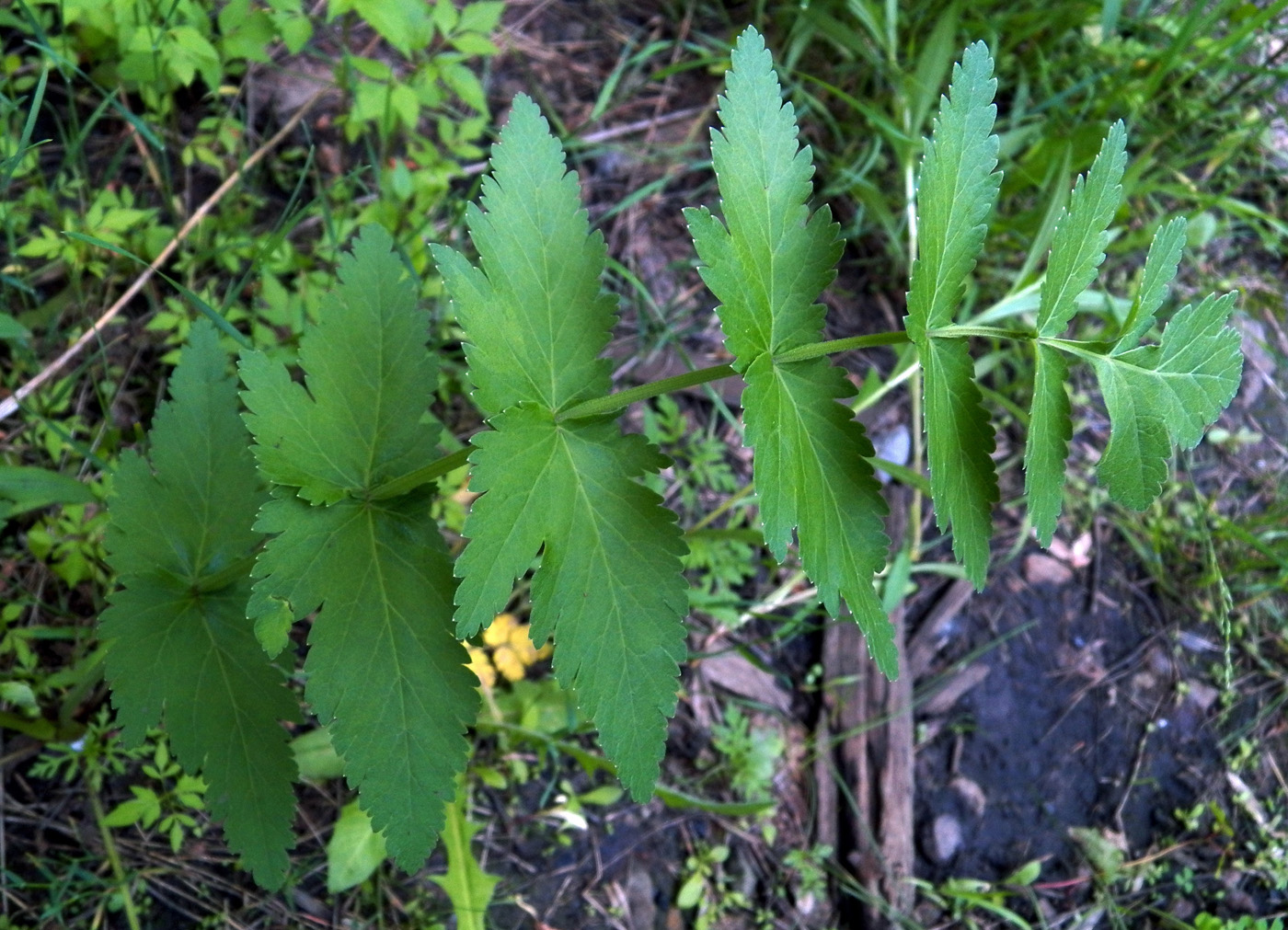 Image of Pastinaca sylvestris specimen.