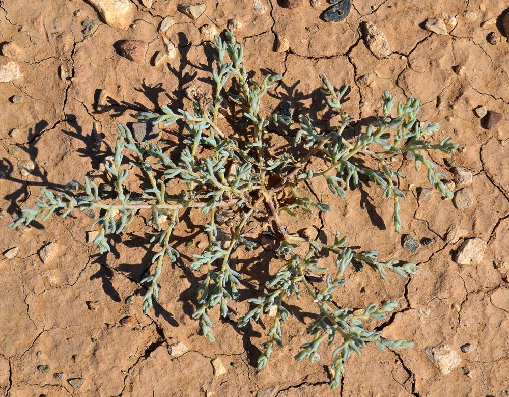 Image of Salsola acutifolia specimen.