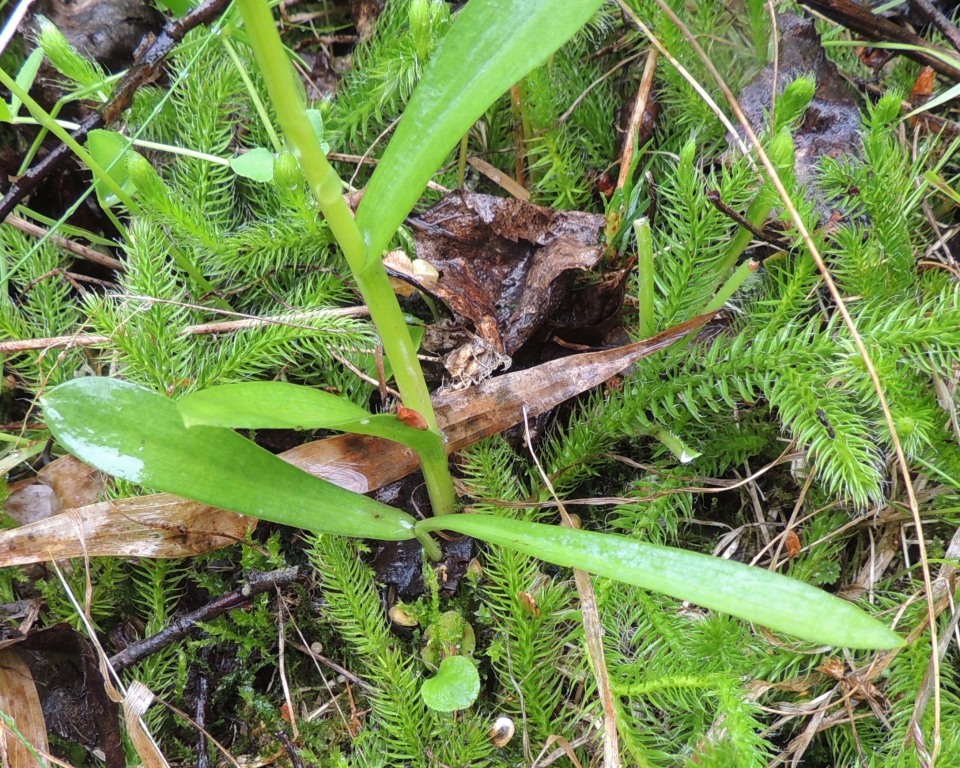 Image of Pseudorchis albida specimen.