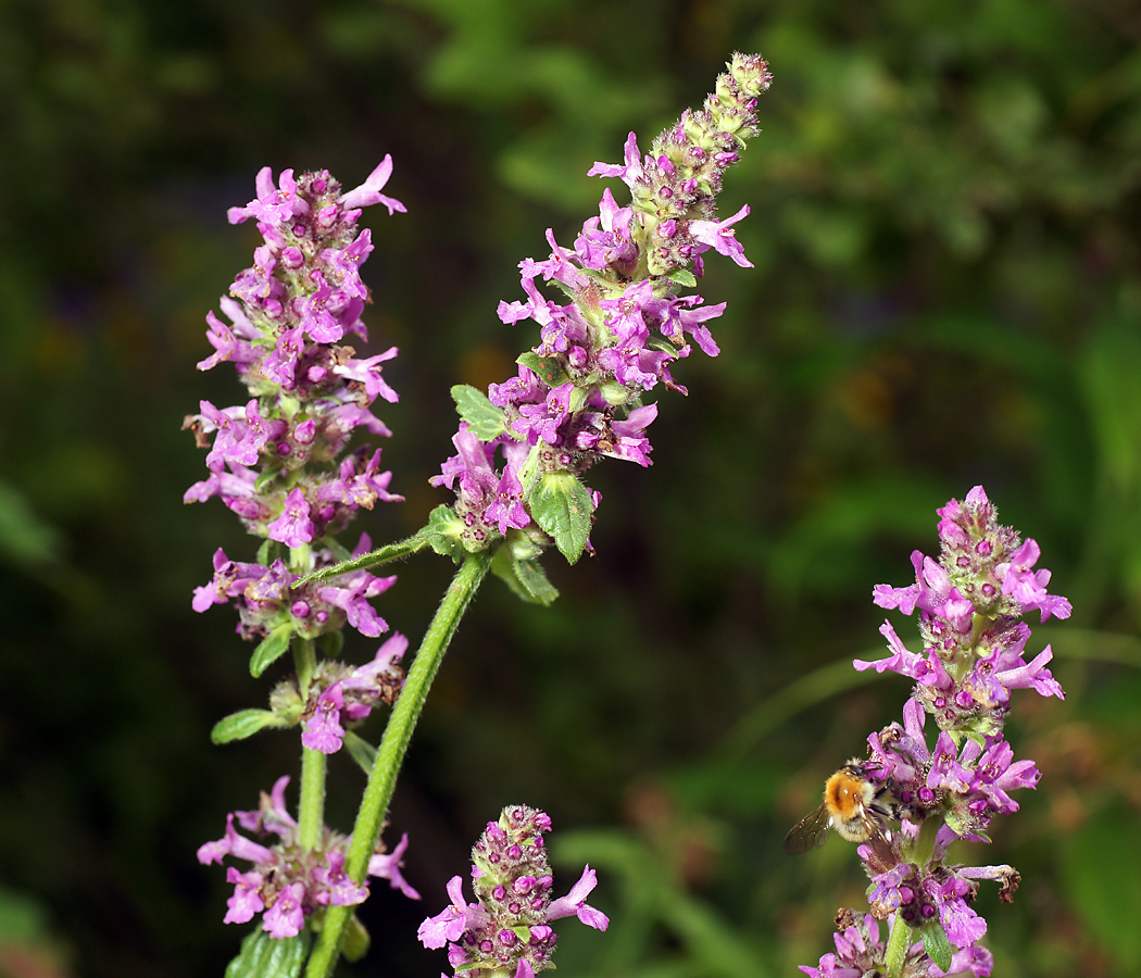 Image of Betonica officinalis specimen.