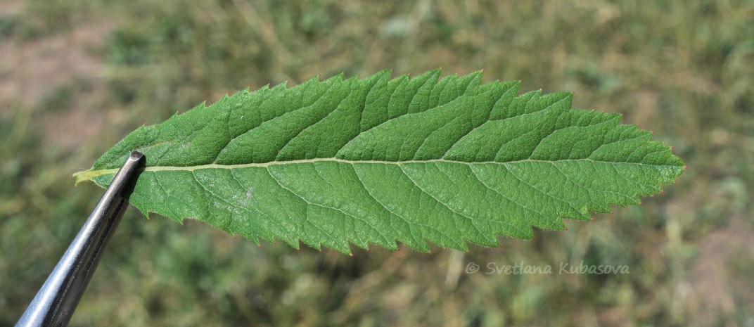 Image of Spiraea &times; billardii specimen.