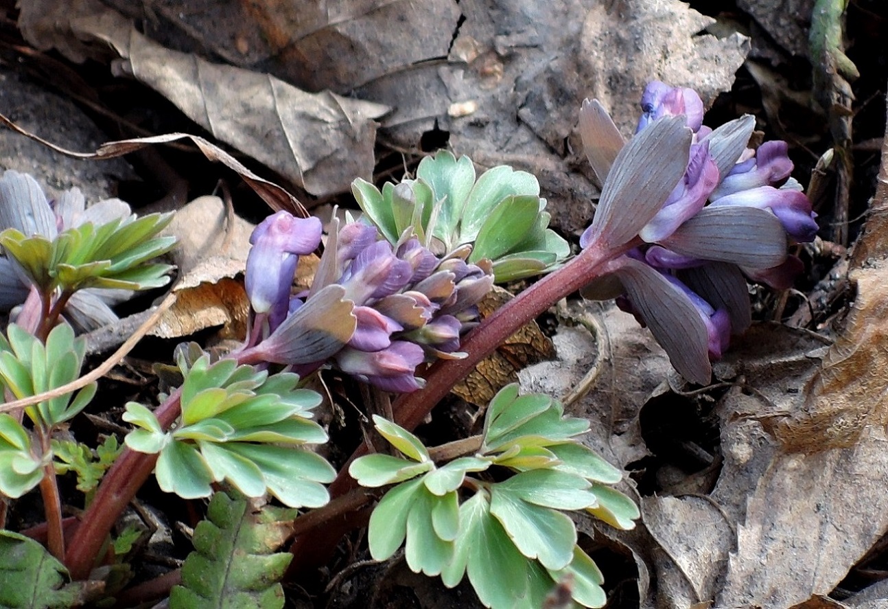 Image of Corydalis solida specimen.