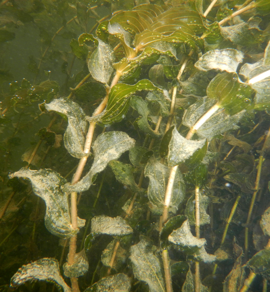 Изображение особи Potamogeton perfoliatus.