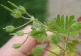 Geranium pusillum