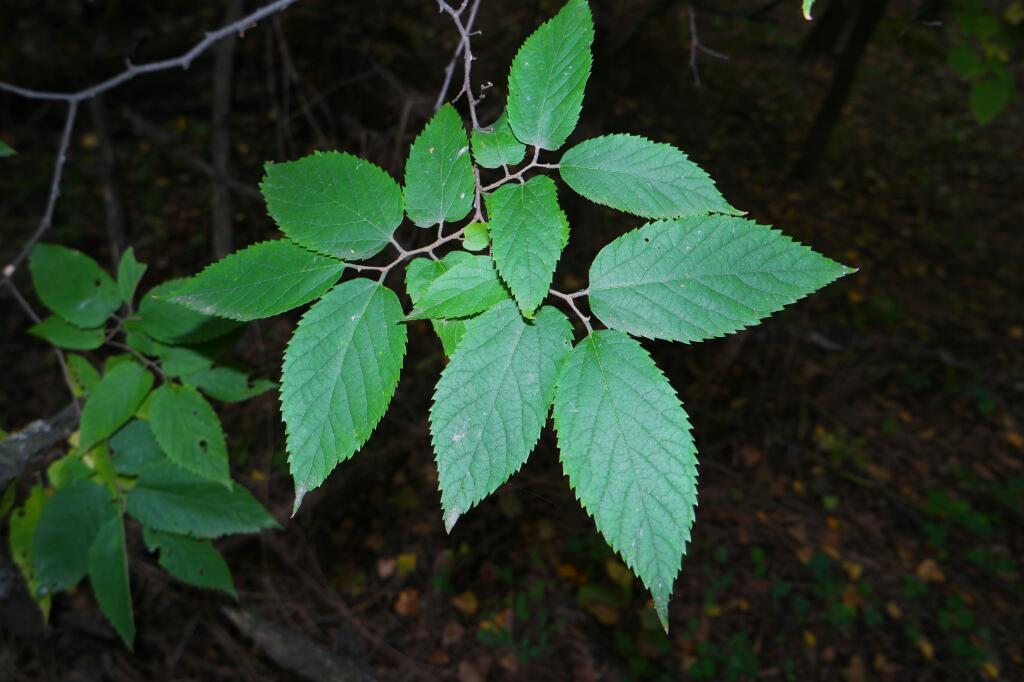 Изображение особи Celtis occidentalis.