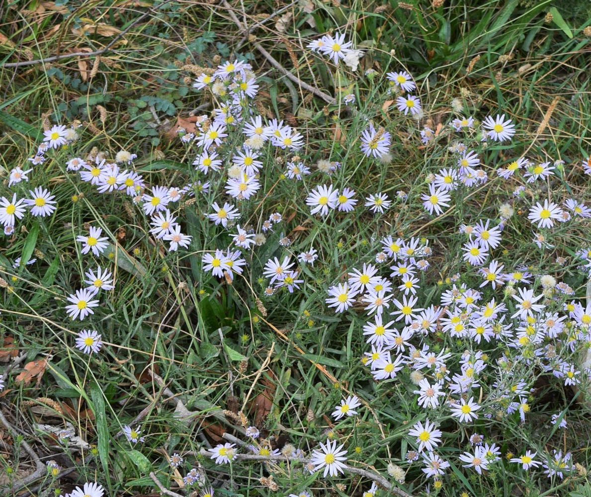 Изображение особи Heteropappus canescens.