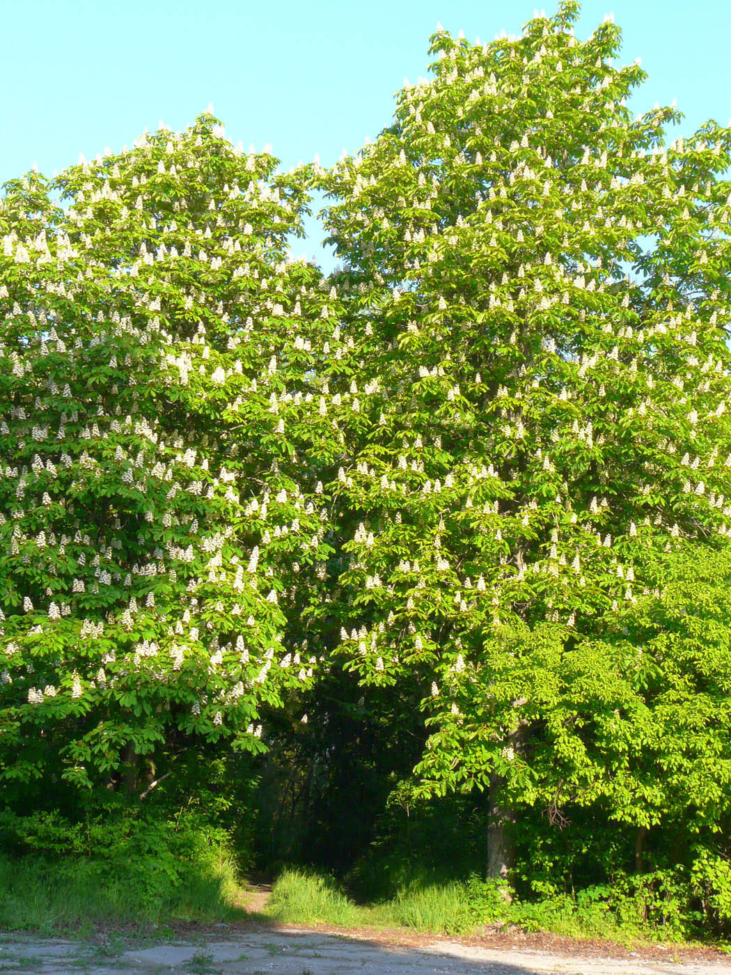 Image of Aesculus hippocastanum specimen.