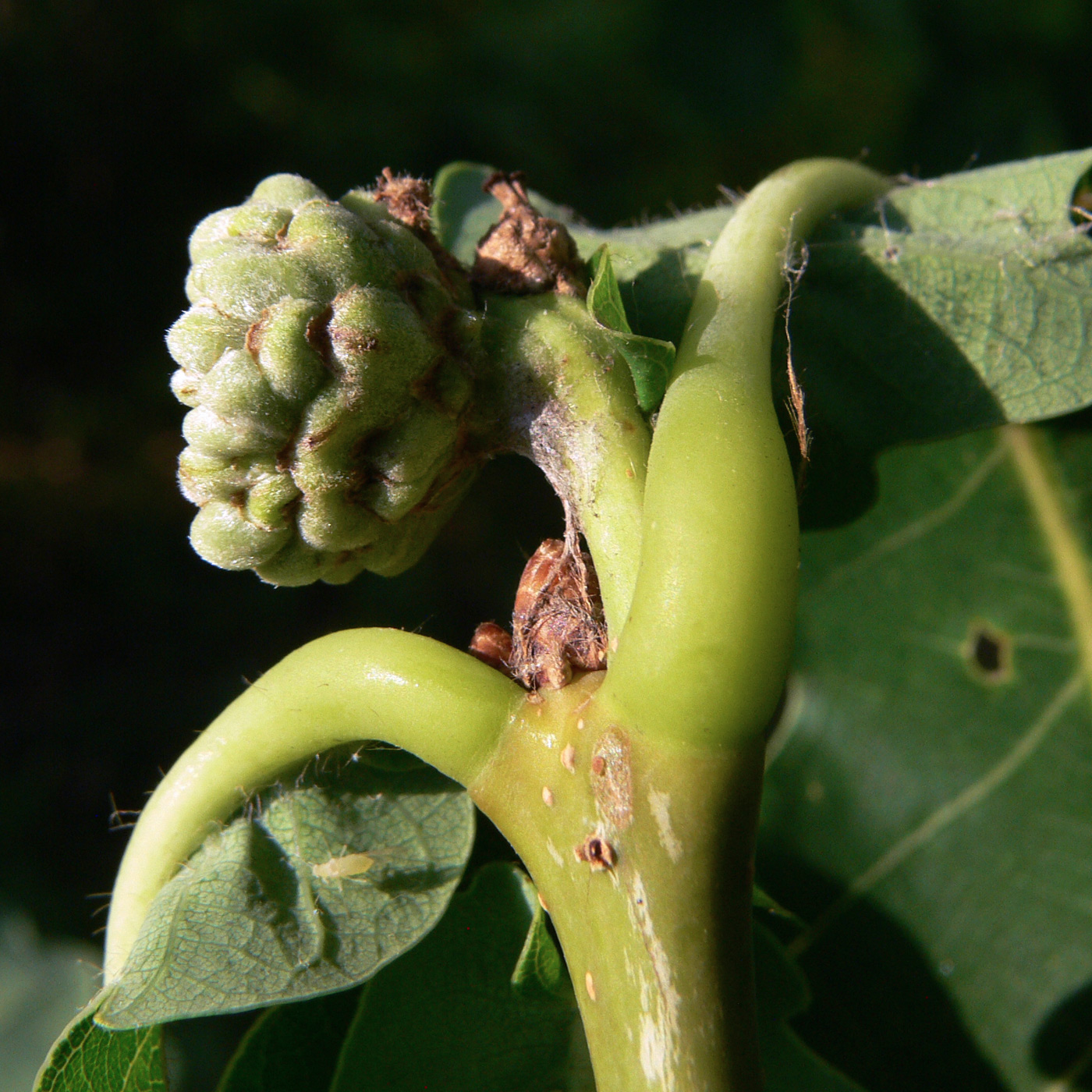 Image of Quercus mongolica specimen.