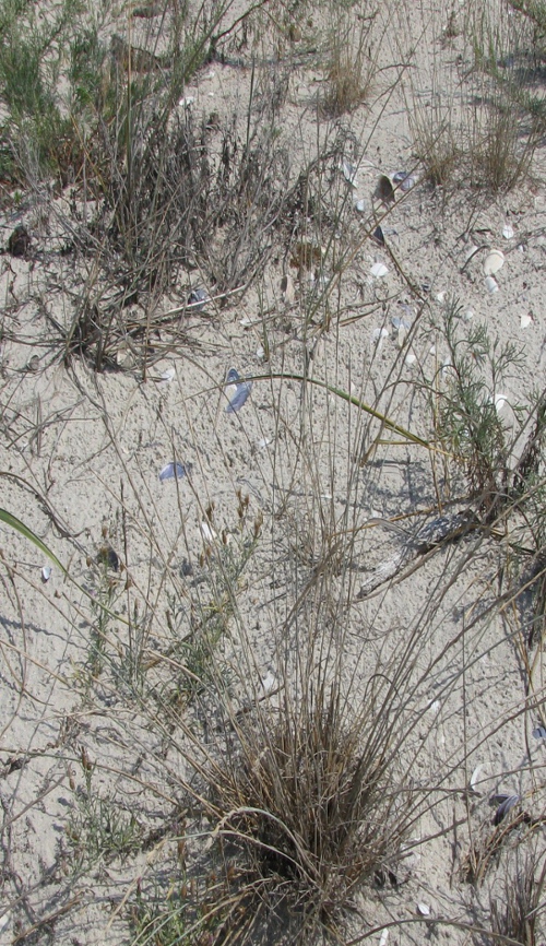 Image of Elytrigia striatula specimen.