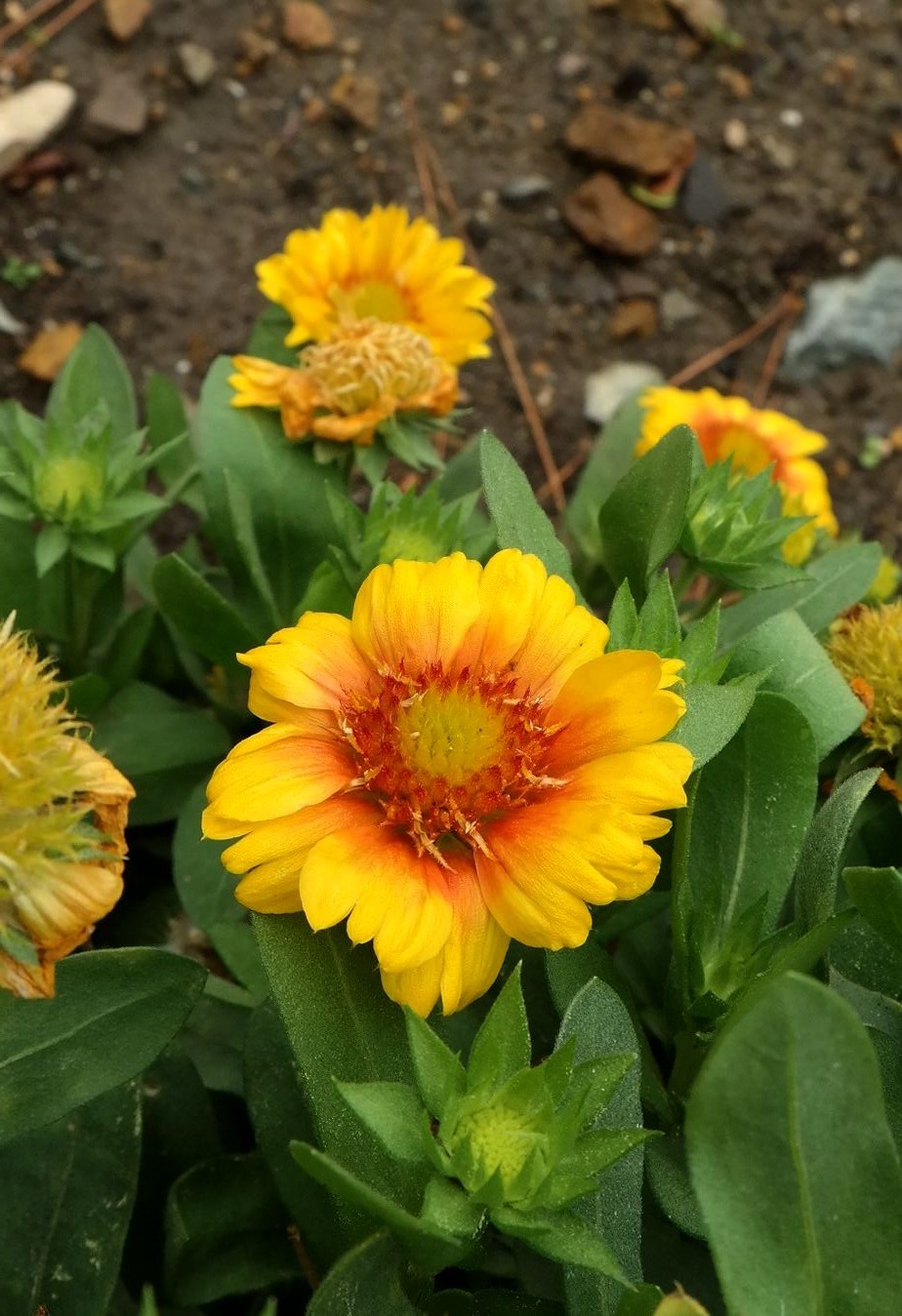 Изображение особи род Gaillardia.