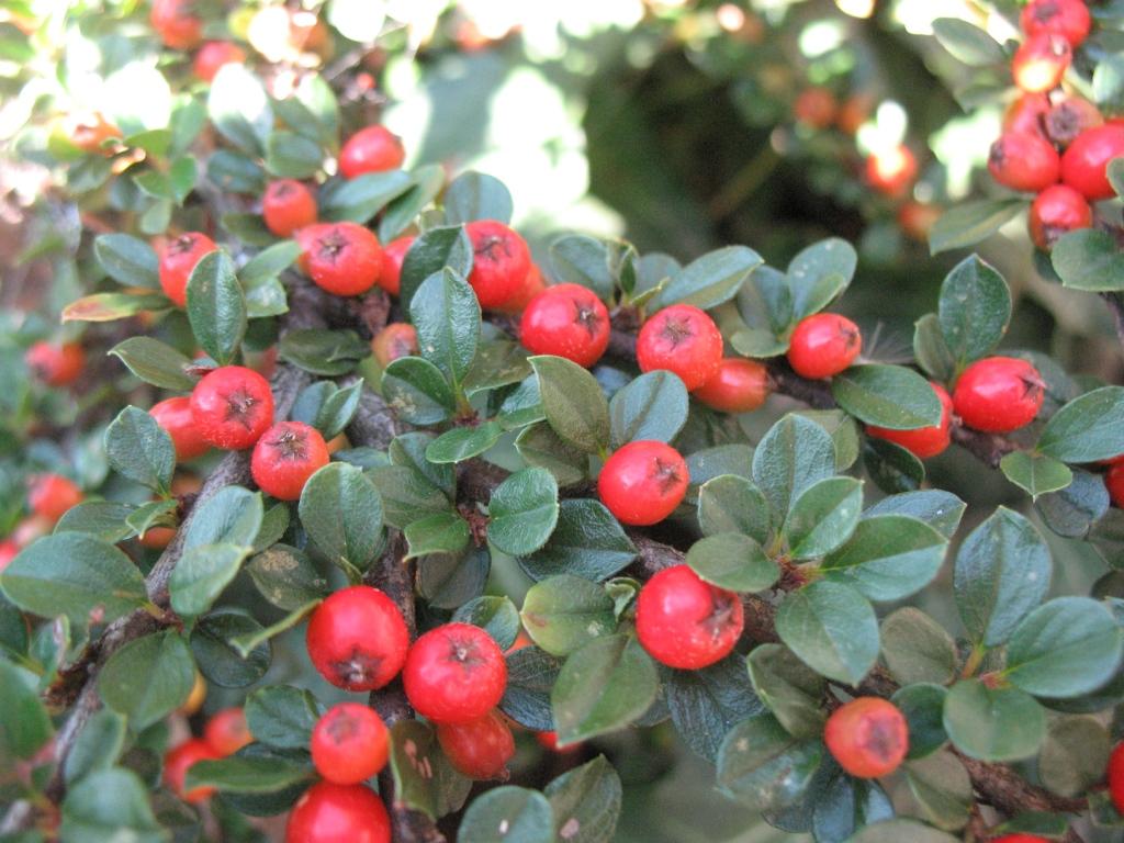 Image of genus Cotoneaster specimen.