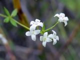 Galium uliginosum