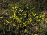 Genista pilosa. Цветущие растения среди кустов Calluna vulgaris. Нидерланды, провинция Drenthe, национальный парк Drentsche Aa, заказник Gasterse Duinen, вересковая пустошь. 13 мая 2009 г.