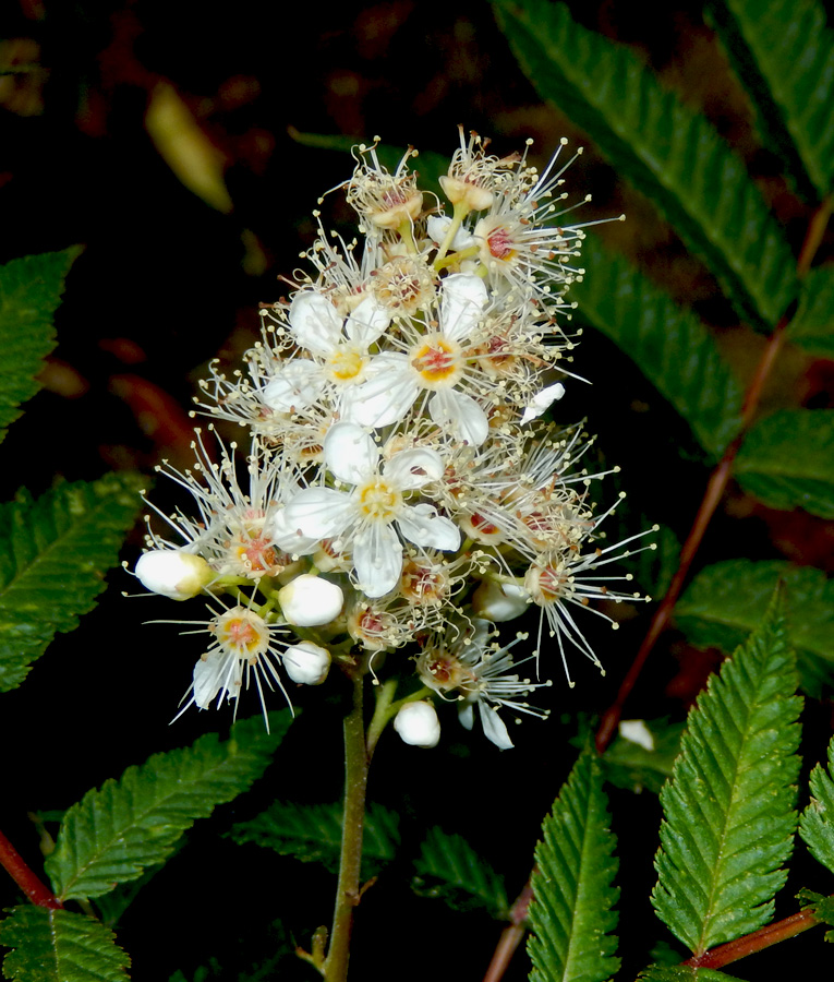 Image of Sorbaria sorbifolia specimen.