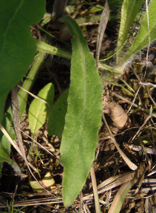 Image of Campanula sibirica specimen.