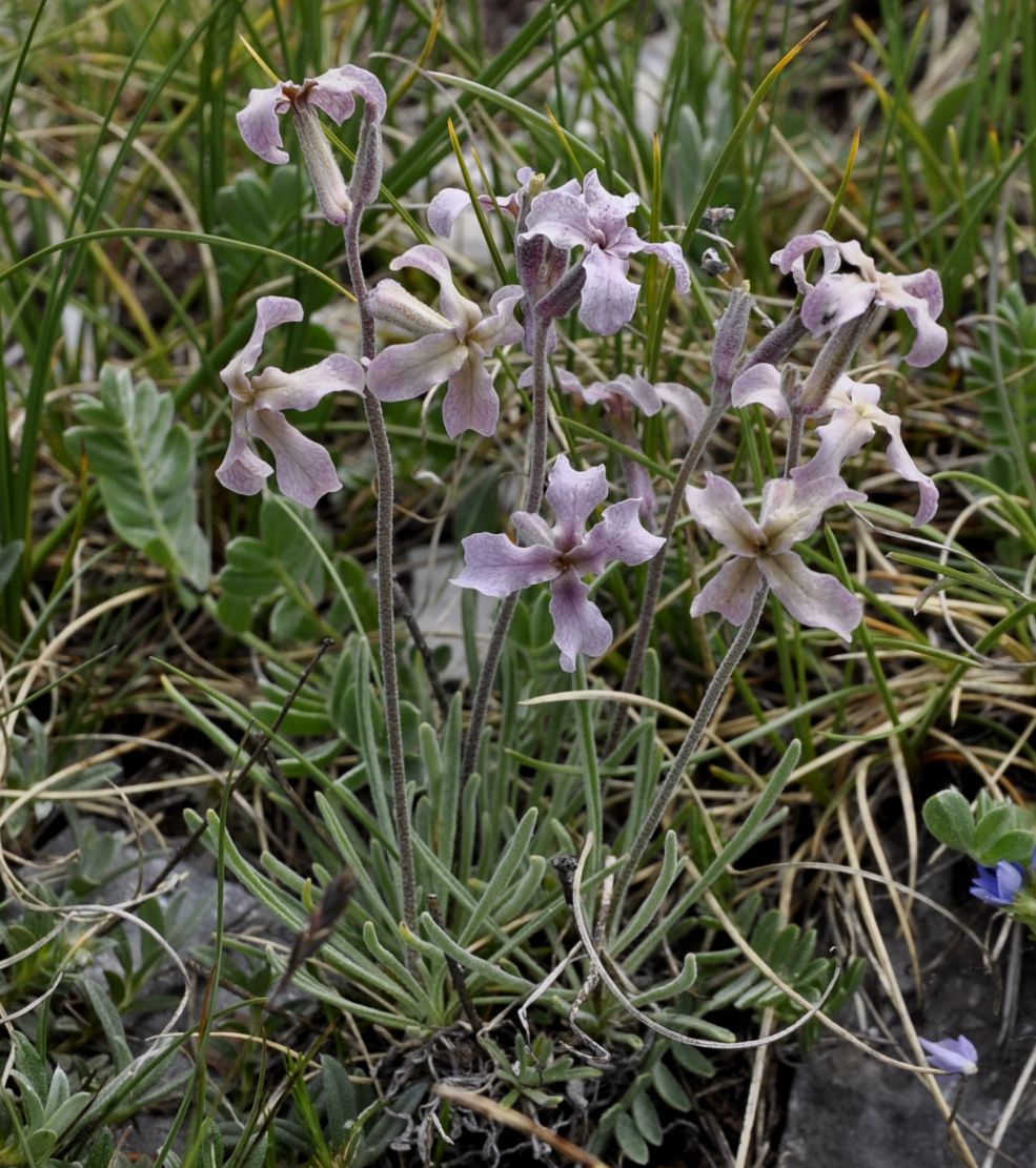 Image of Matthiola fruticulosa specimen.