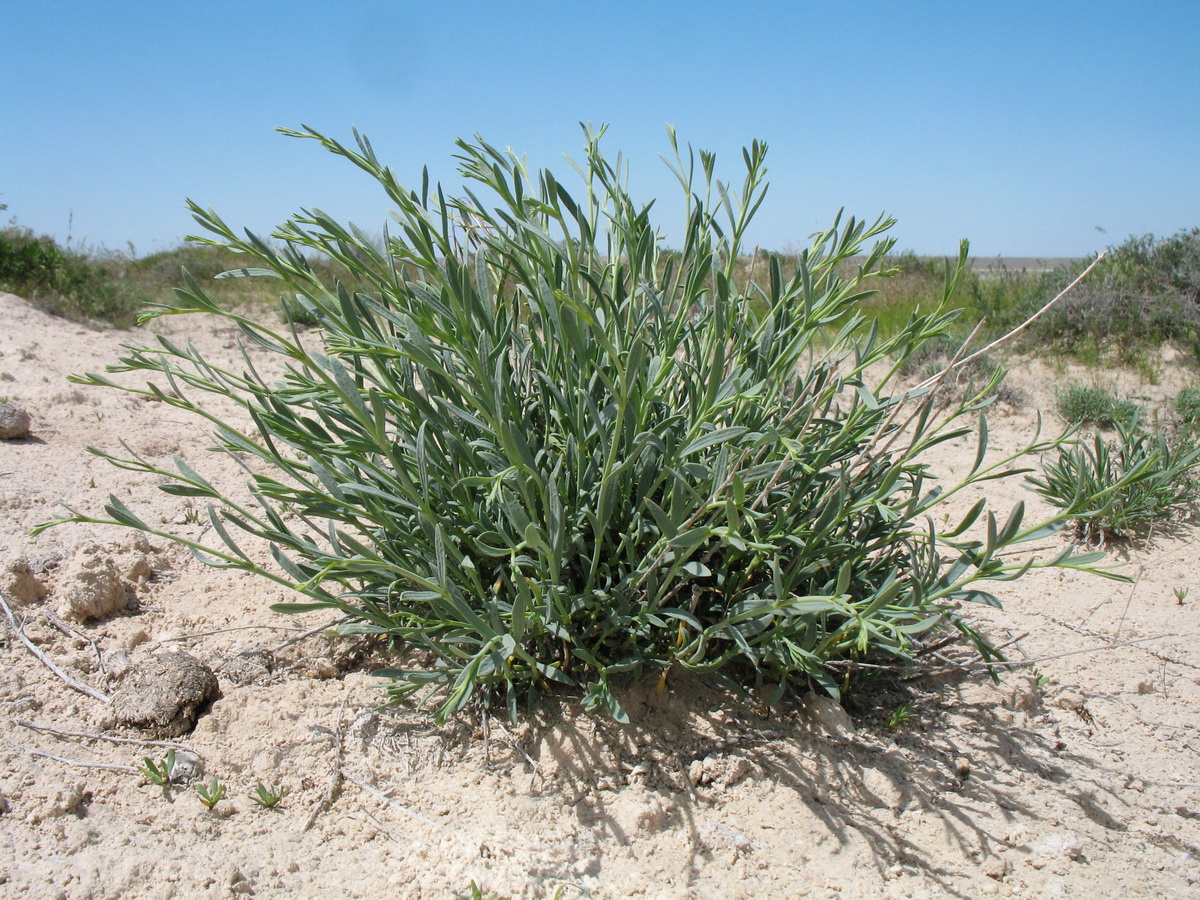 Image of Gypsophila aulieatensis specimen.