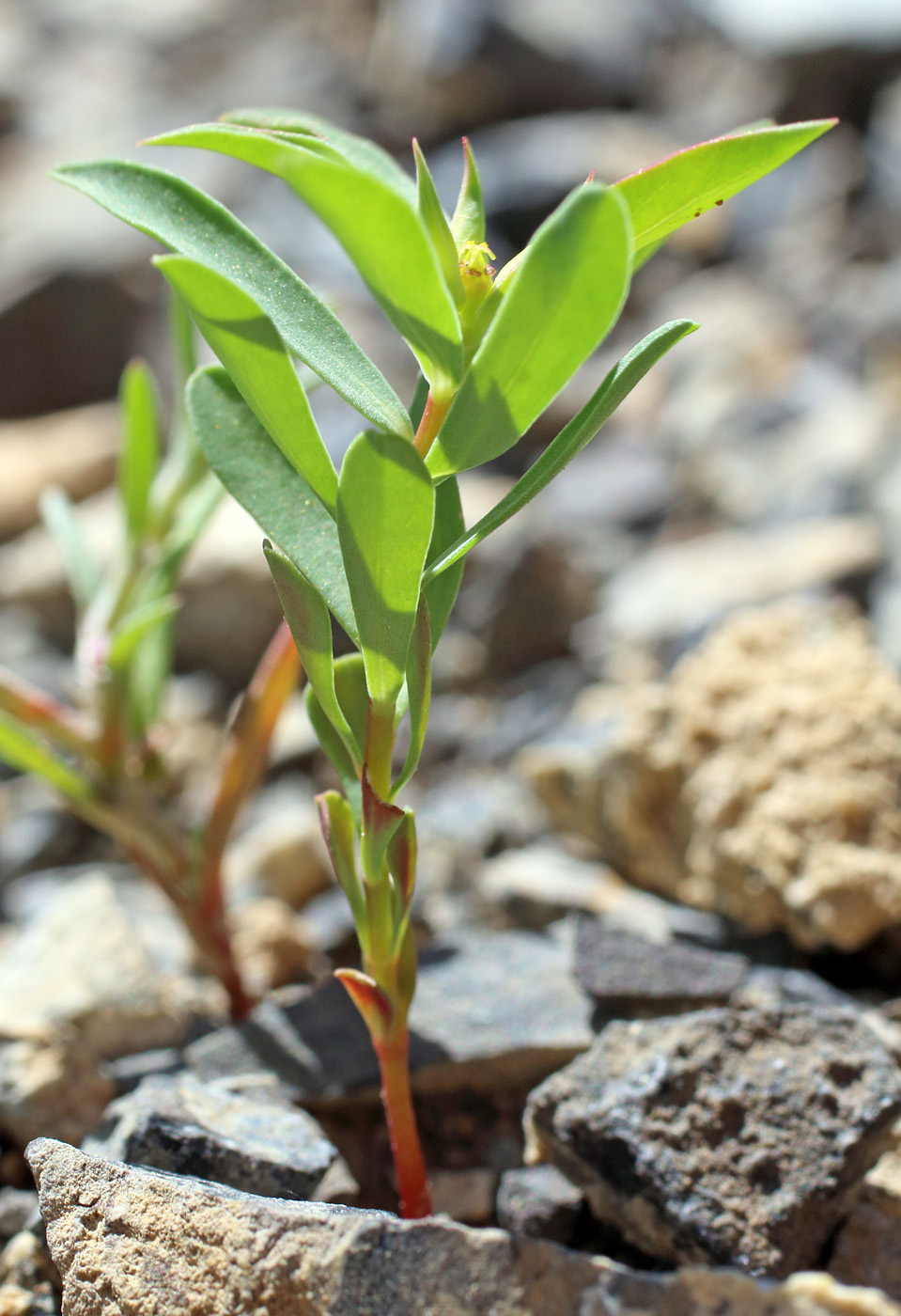 Image of Euphorbia falcata specimen.