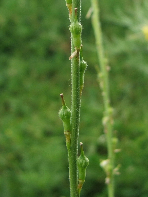 Image of Rapistrum rugosum specimen.