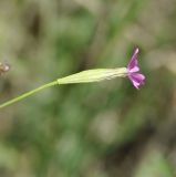 Silene tenuiflora