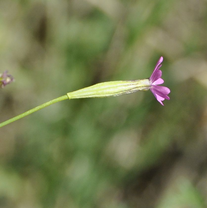 Image of Silene tenuiflora specimen.