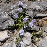 Campanula incurva