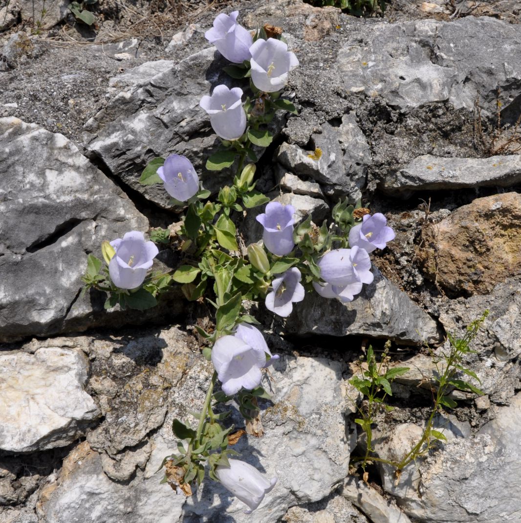 Image of Campanula incurva specimen.