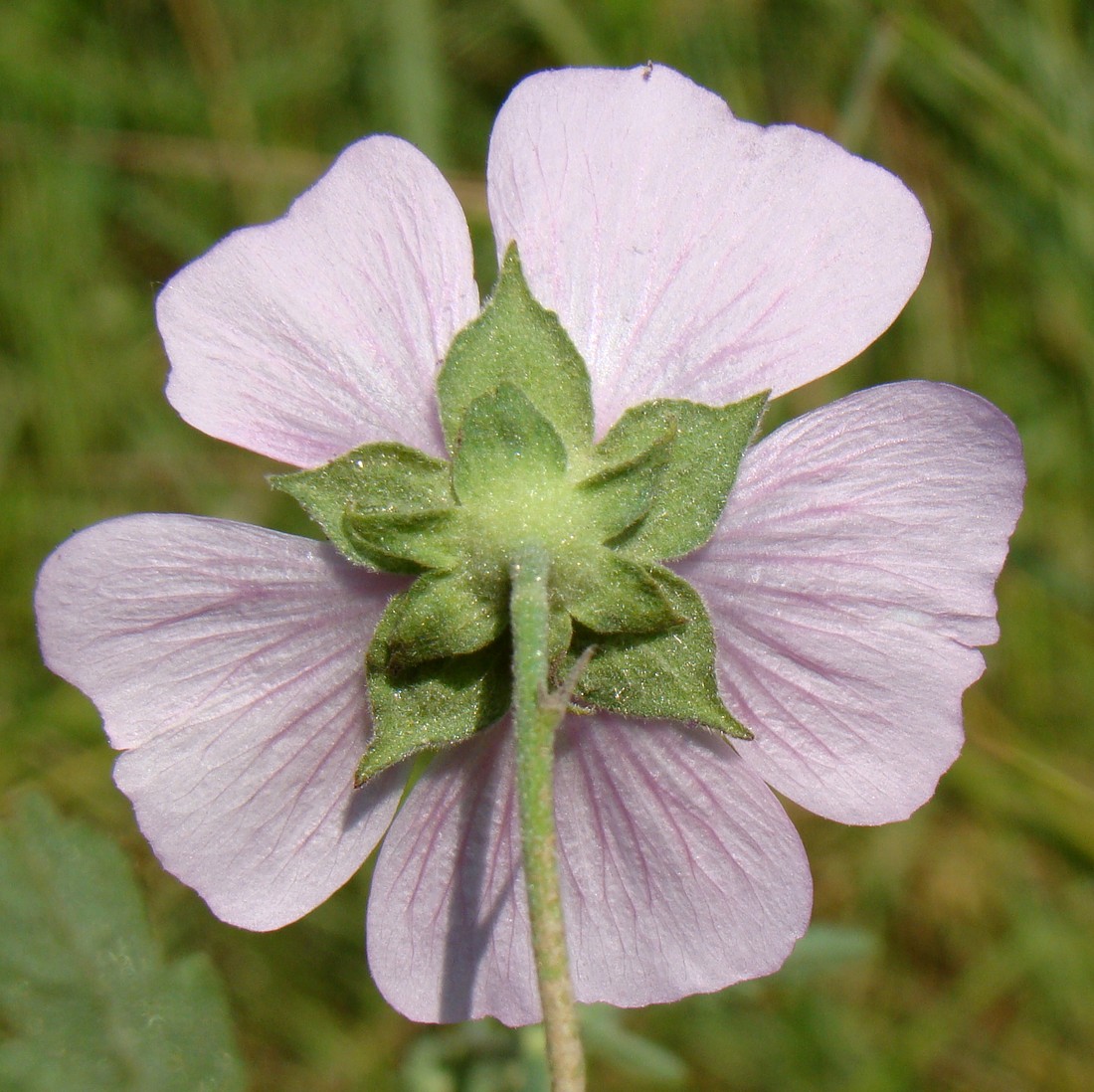 Изображение особи Althaea cannabina.